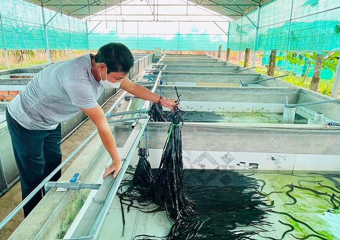 Kỹ Thuật Nuôi Lươn Trong Bể Xi Măng