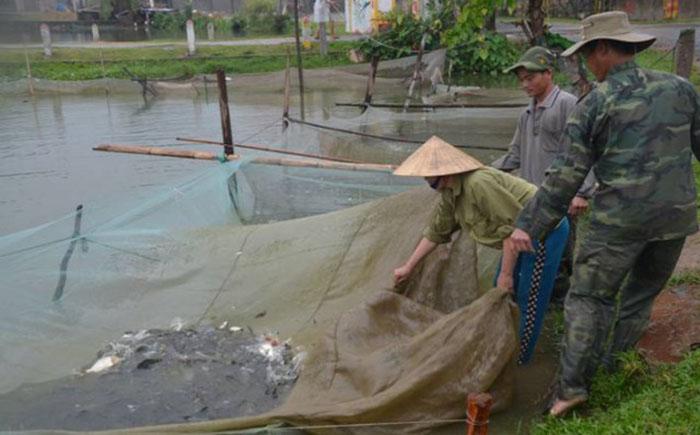 Mô hình nuôi cá 2 giai đoạn