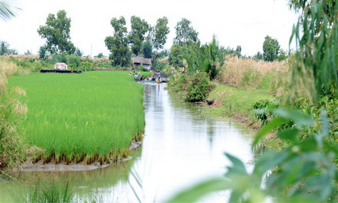Mô hình nuôi tôm kết hợp lúa
