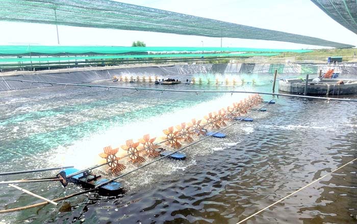 Mô Hình Nuôi Tôm Semi-Biofloc 3 Giai Đoạn