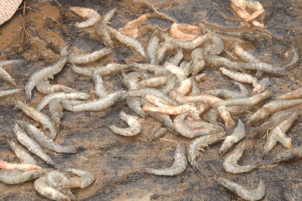 Nguyên nhân tôm chết rải rác