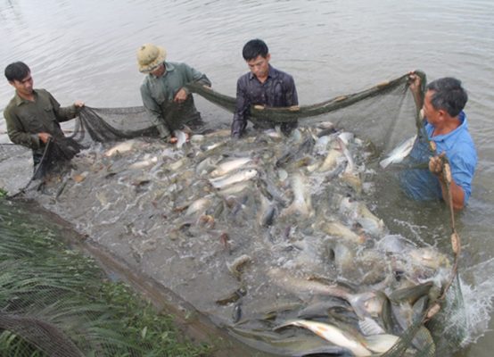 Nuôi cá 2 giai đoạn