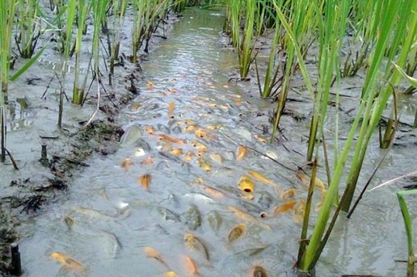 Nuôi cá kết hợp trồng lúa