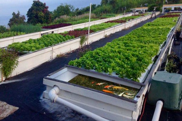 Nuôi cá kết hợp trồng cây thủy canh