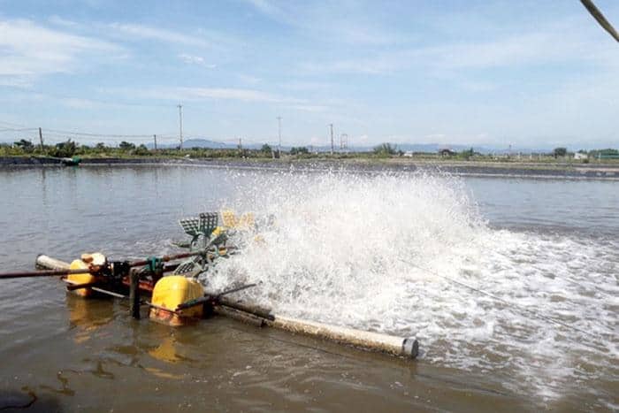 Nuôi cá thâm canh mật độ cao với sục khí nano