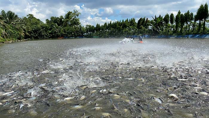 Nuôi cá thâm canh mật độ cao