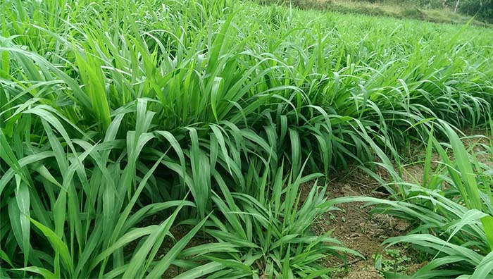 Nuôi cá trắm cỏ với cỏ voi