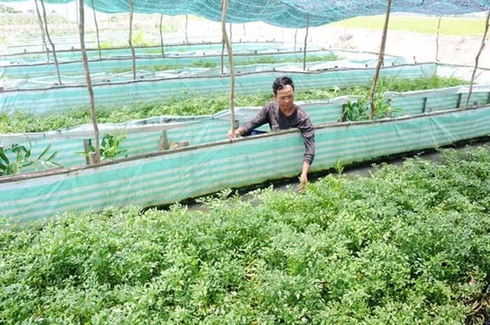 Mô Hình Nuôi Lươn Kết Hợp Trồng Cây