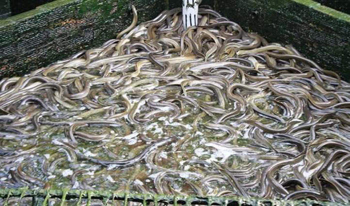 Nuôi Lươn Không Bùn