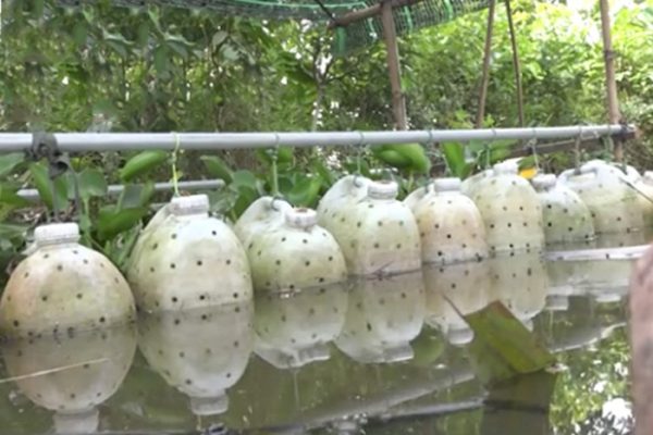Nuôi lươn trong bể nhựa