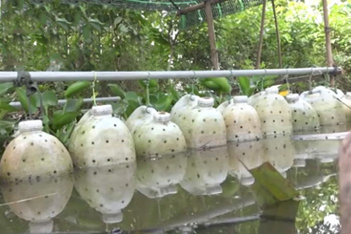 Nuôi lươn trong bể nhựa