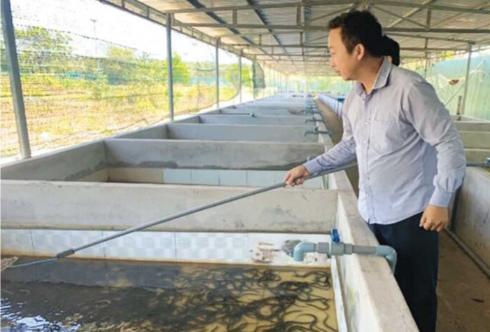 Nuôi Lươn Trong Bể Xi Măng