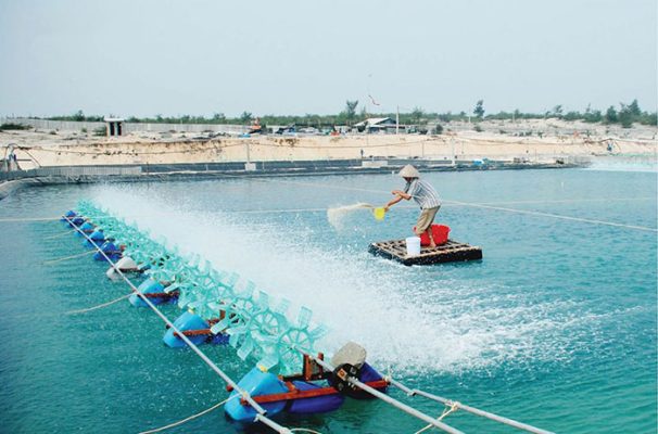 Nuôi tôm bằng chế phẩm sinh học thảo dược