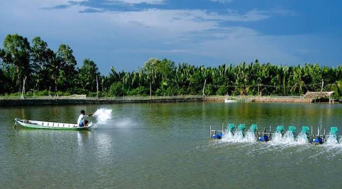 Nuôi tôm bằng chế phẩm sinh học thảo dược an toàn