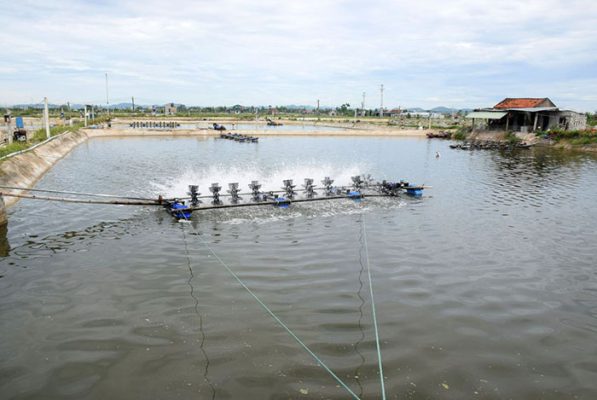 Nuôi tôm hai giai đoạn