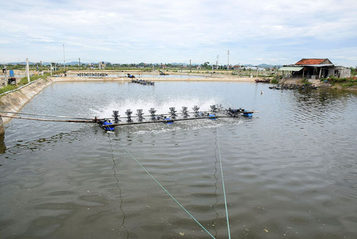 Nuôi tôm hai giai đoạn