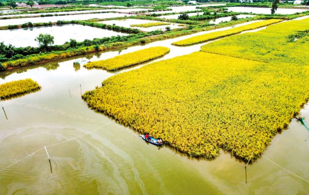 nuôi tôm kết hợp