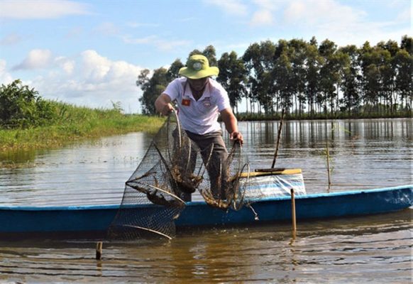 Nuôi tôm thẻ quảng canh