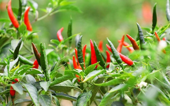 Ớt - thực phẩm đốt cháy chất béo