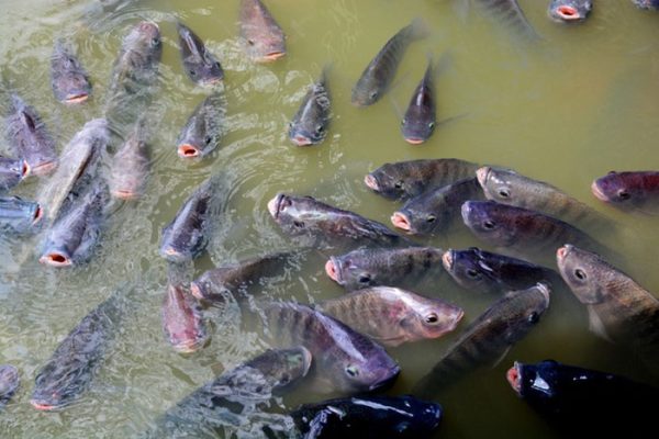 Sốc môi trường ở cá