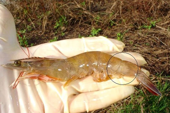 Tác hại từ Vi khuẩn Vibrio trên tôm