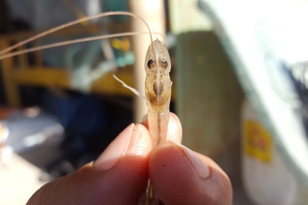 Tôm giống ăn yếu chậm lớn