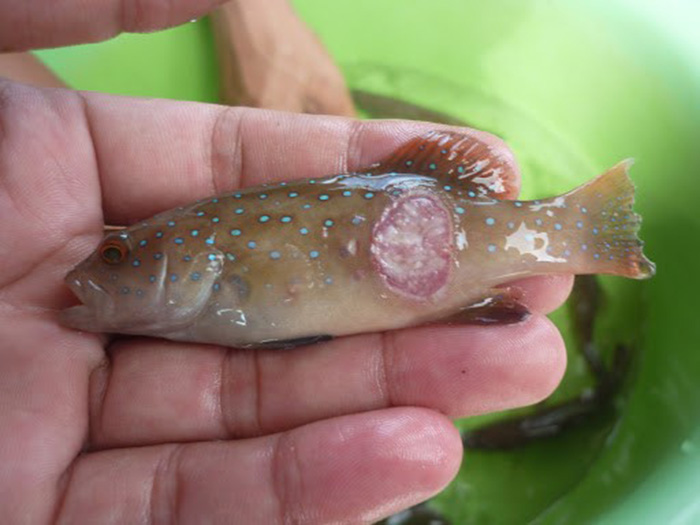 Trùng bánh xe trên cá