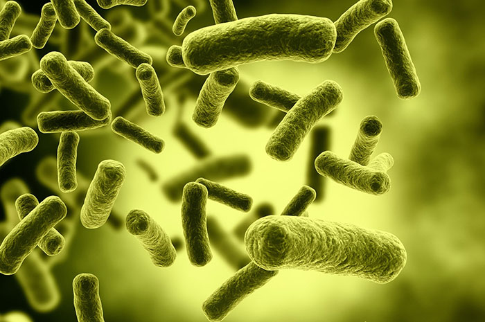 Vi khuẩn gây hại tôm Bacillus cereus