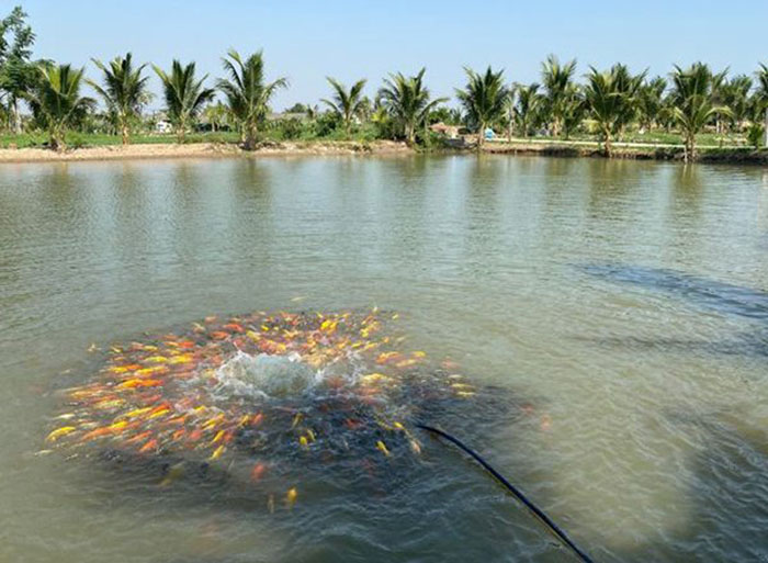 Vi sinh xử lý đáy ao