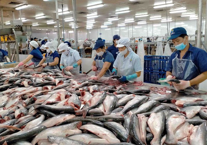 Thị trường cá tra hôm nay