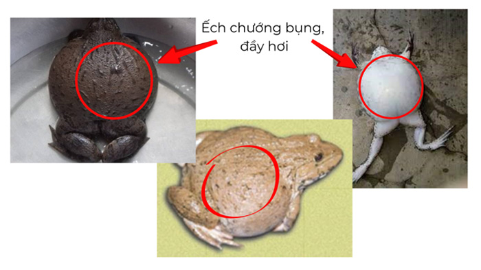 Bệnh chướng sình bụng ở ếch