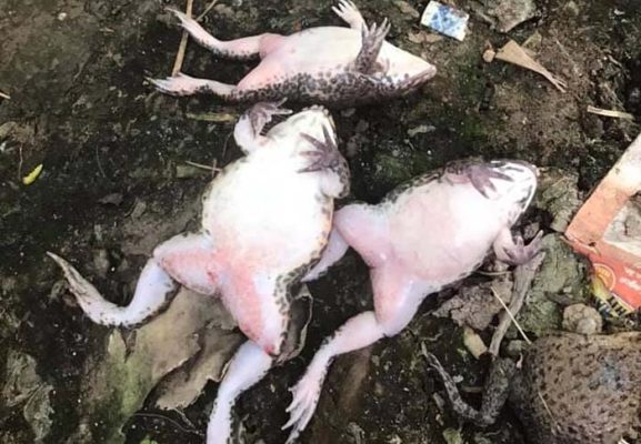 Bệnh đỏ chân ở ếch