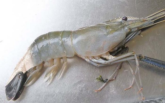 Bệnh Đuôi Trắng Ở Tôm Càng Xanh