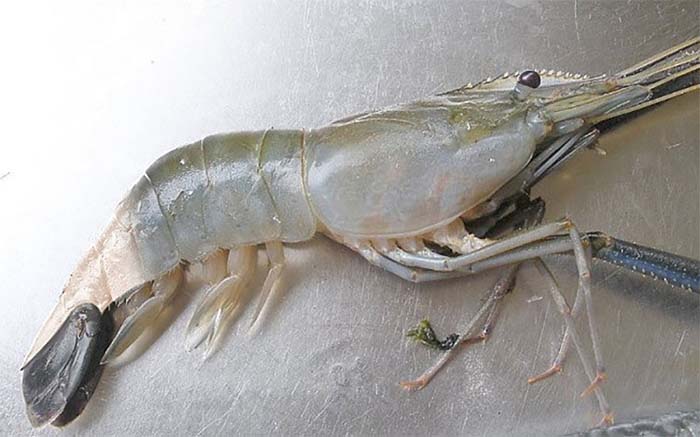 Bệnh Đuôi Trắng Ở Tôm Càng Xanh