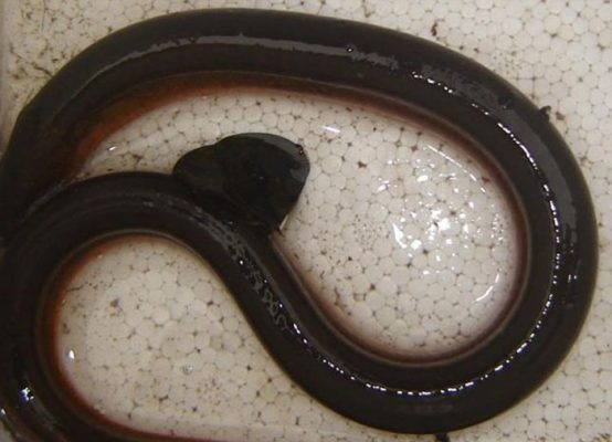 Bệnh Ký Sinh Trùng Ngoài Da Ở Lươn