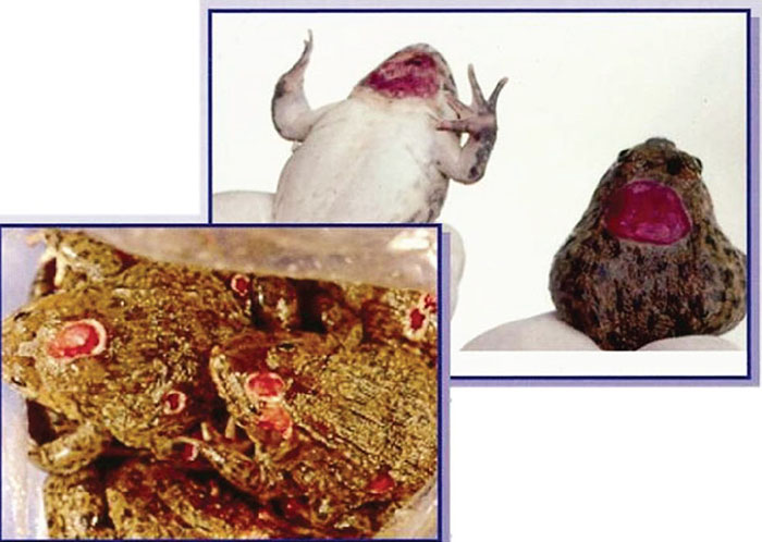 Bệnh Lở Loét Ở Ếch Nuôi