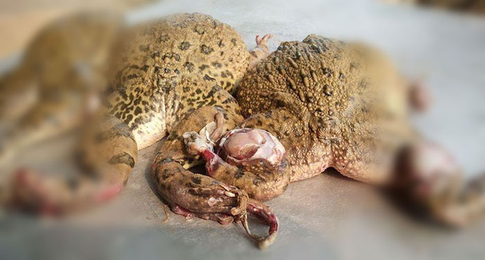Bệnh Lở Loét Trên Ếch