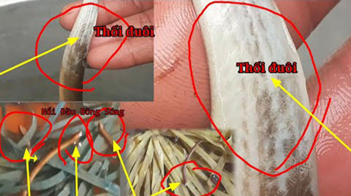 bệnh thối đuôi ở lươn