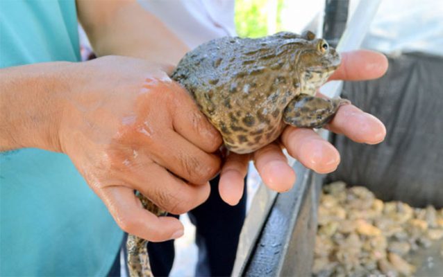 bệnh thường gặp trên ếch nuôi
