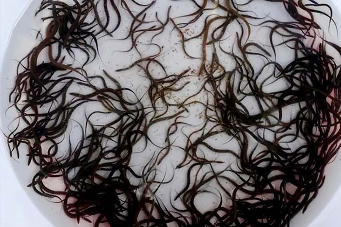 Cách nuôi lươn bột