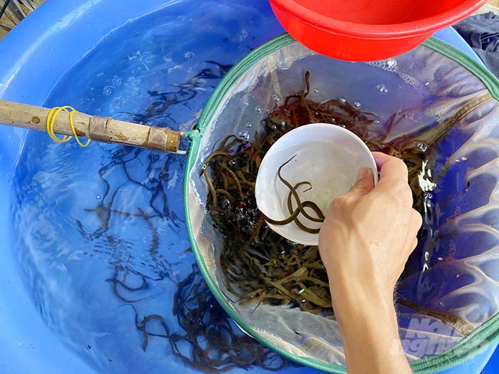 Cách thuần trước khi Thả Lươn Giống