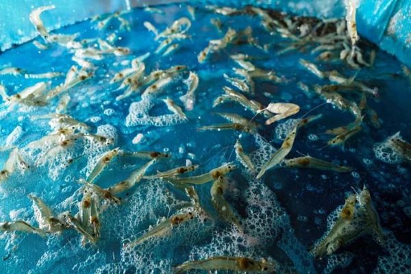 Công nghệ nano trong nuôi tôm