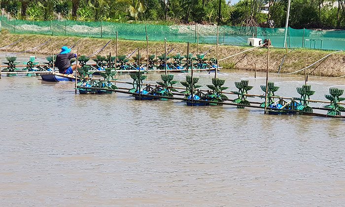 Vì Sao Không Nên Diệt Khuẩn Bừa Bãi Ao Tôm