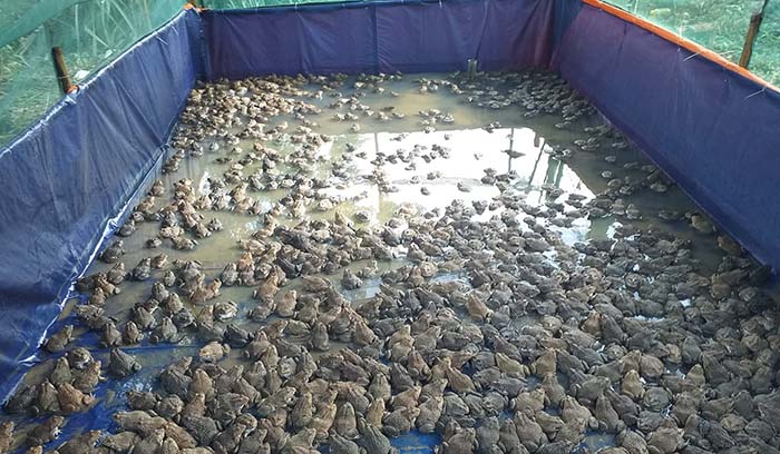 kỹ thuật nuôi ếch trong bể lót bạt