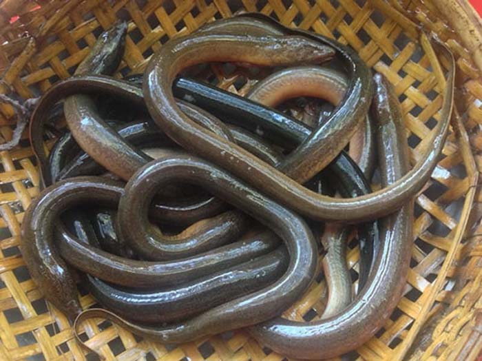 Phòng Bệnh Thối Đuôi Ở Lươn