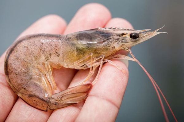 Bệnh viêm ruột ở tôm