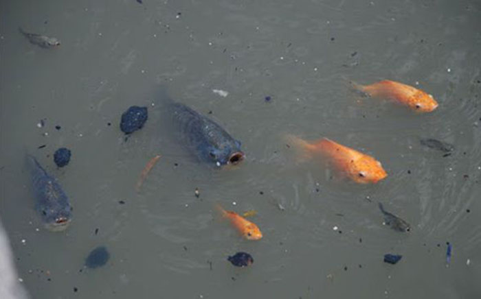 Cá nổi đầu vào rạng sáng