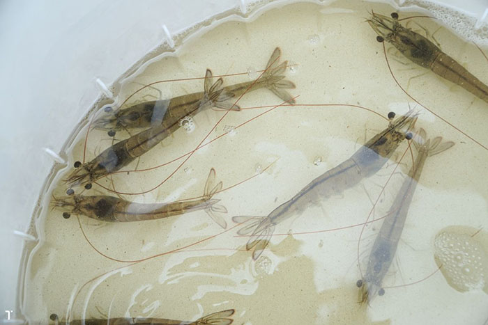 Cách xử lý bệnh viêm ruột ở tôm