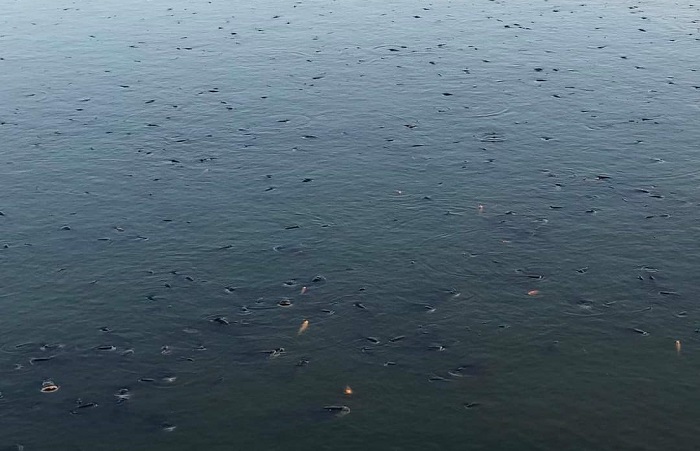 Cách xử lý cá nổi đầu vào rạng sáng