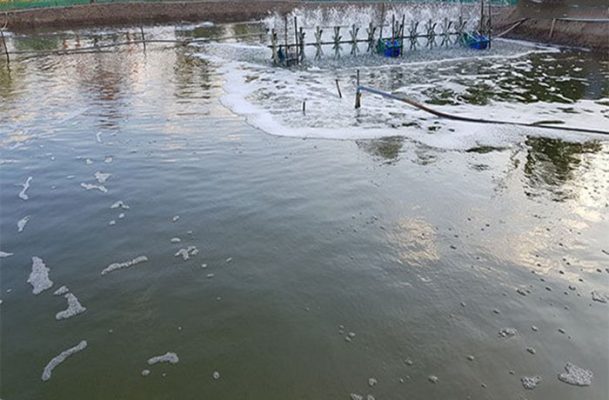 Nhớt bạt ao tôm